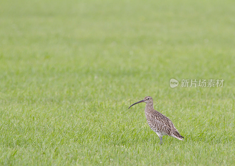 欧亚鹬（Numenius arquata）